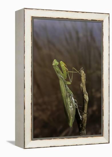 Mantis Religiosa (Praying Mantis)-Paul Starosta-Framed Premier Image Canvas