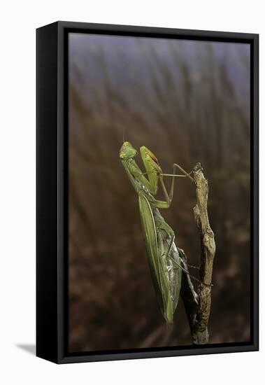 Mantis Religiosa (Praying Mantis)-Paul Starosta-Framed Premier Image Canvas