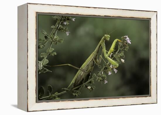 Mantis Religiosa (Praying Mantis)-Paul Starosta-Framed Premier Image Canvas