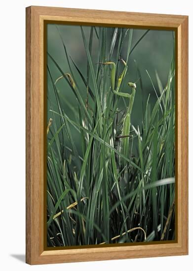 Mantis Religiosa (Praying Mantis)-Paul Starosta-Framed Premier Image Canvas