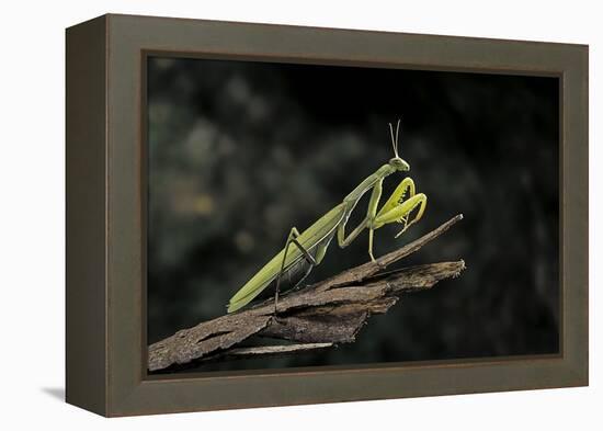 Mantis Religiosa (Praying Mantis)-Paul Starosta-Framed Premier Image Canvas