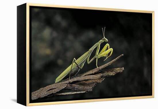 Mantis Religiosa (Praying Mantis)-Paul Starosta-Framed Premier Image Canvas