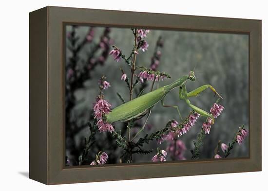 Mantis Religiosa (Praying Mantis)-Paul Starosta-Framed Premier Image Canvas