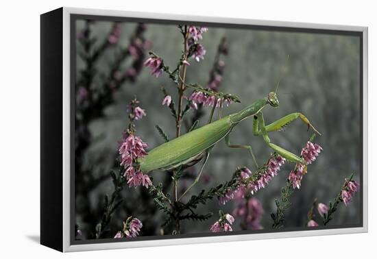 Mantis Religiosa (Praying Mantis)-Paul Starosta-Framed Premier Image Canvas