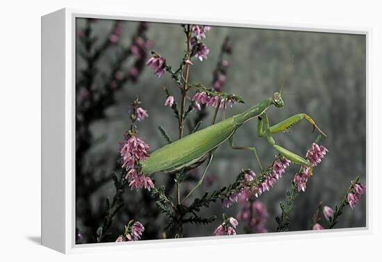 Mantis Religiosa (Praying Mantis)-Paul Starosta-Framed Premier Image Canvas