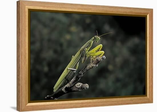 Mantis Religiosa (Praying Mantis)-Paul Starosta-Framed Premier Image Canvas