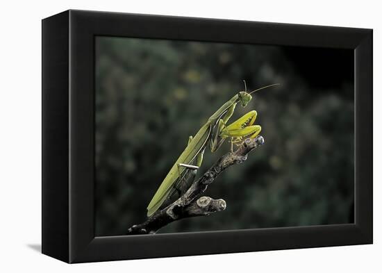 Mantis Religiosa (Praying Mantis)-Paul Starosta-Framed Premier Image Canvas