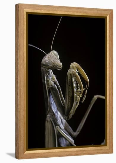 Mantis Religiosa (Praying Mantis) --Paul Starosta-Framed Premier Image Canvas