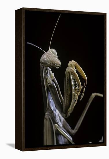 Mantis Religiosa (Praying Mantis) --Paul Starosta-Framed Premier Image Canvas