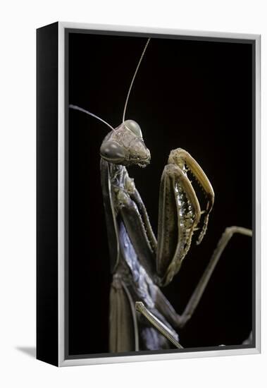 Mantis Religiosa (Praying Mantis) --Paul Starosta-Framed Premier Image Canvas