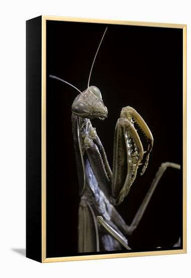 Mantis Religiosa (Praying Mantis) --Paul Starosta-Framed Premier Image Canvas