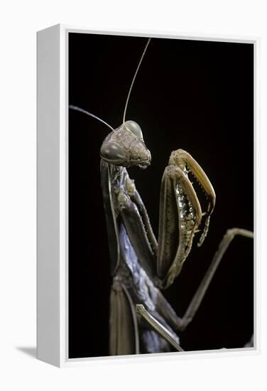 Mantis Religiosa (Praying Mantis) --Paul Starosta-Framed Premier Image Canvas