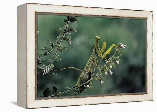 Mantis Religiosa (Praying Mantis)-Paul Starosta-Framed Premier Image Canvas