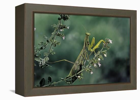 Mantis Religiosa (Praying Mantis)-Paul Starosta-Framed Premier Image Canvas