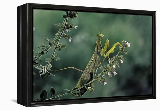 Mantis Religiosa (Praying Mantis)-Paul Starosta-Framed Premier Image Canvas