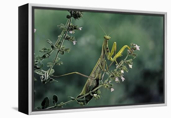 Mantis Religiosa (Praying Mantis)-Paul Starosta-Framed Premier Image Canvas