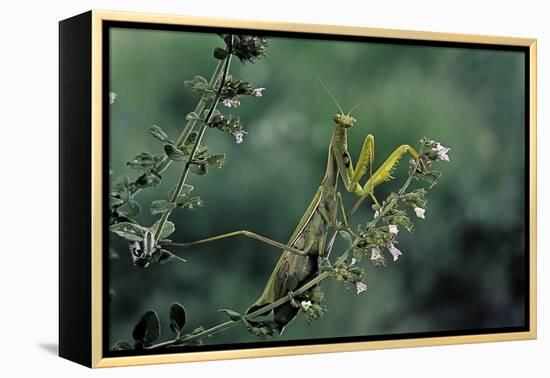 Mantis Religiosa (Praying Mantis)-Paul Starosta-Framed Premier Image Canvas