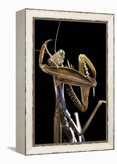 Mantis Religiosa (Praying Mantis) --Paul Starosta-Framed Premier Image Canvas