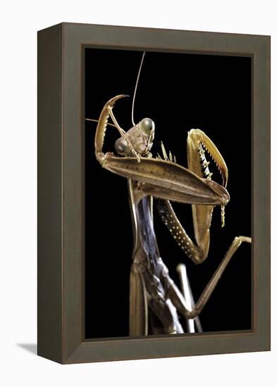 Mantis Religiosa (Praying Mantis) --Paul Starosta-Framed Premier Image Canvas