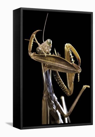 Mantis Religiosa (Praying Mantis) --Paul Starosta-Framed Premier Image Canvas