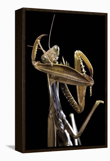 Mantis Religiosa (Praying Mantis) --Paul Starosta-Framed Premier Image Canvas