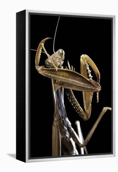 Mantis Religiosa (Praying Mantis) --Paul Starosta-Framed Premier Image Canvas