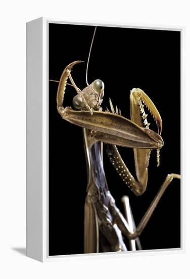Mantis Religiosa (Praying Mantis) --Paul Starosta-Framed Premier Image Canvas