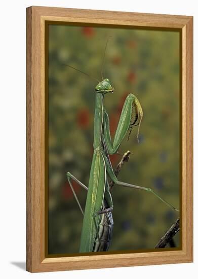 Mantis Religiosa (Praying Mantis)-Paul Starosta-Framed Premier Image Canvas