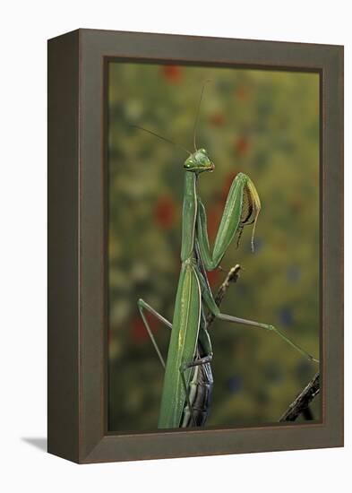 Mantis Religiosa (Praying Mantis)-Paul Starosta-Framed Premier Image Canvas