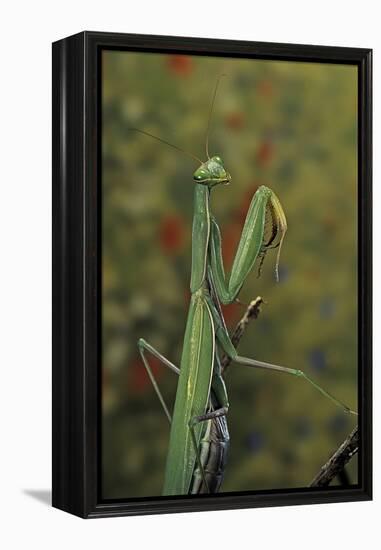 Mantis Religiosa (Praying Mantis)-Paul Starosta-Framed Premier Image Canvas