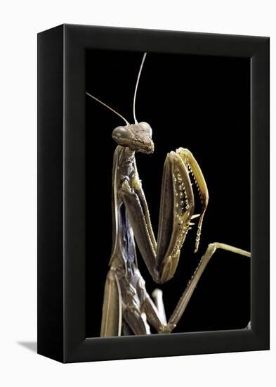 Mantis Religiosa (Praying Mantis) --Paul Starosta-Framed Premier Image Canvas