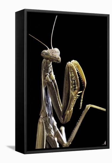 Mantis Religiosa (Praying Mantis) --Paul Starosta-Framed Premier Image Canvas