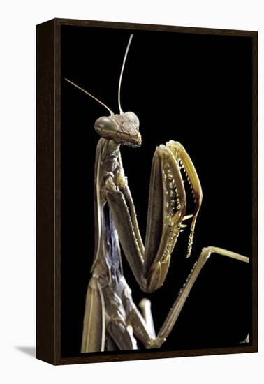 Mantis Religiosa (Praying Mantis) --Paul Starosta-Framed Premier Image Canvas