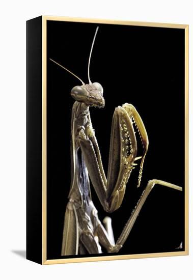 Mantis Religiosa (Praying Mantis) --Paul Starosta-Framed Premier Image Canvas