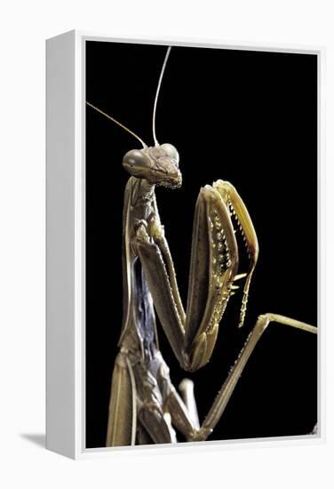 Mantis Religiosa (Praying Mantis) --Paul Starosta-Framed Premier Image Canvas