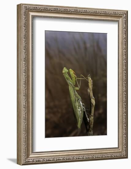 Mantis Religiosa (Praying Mantis)-Paul Starosta-Framed Photographic Print