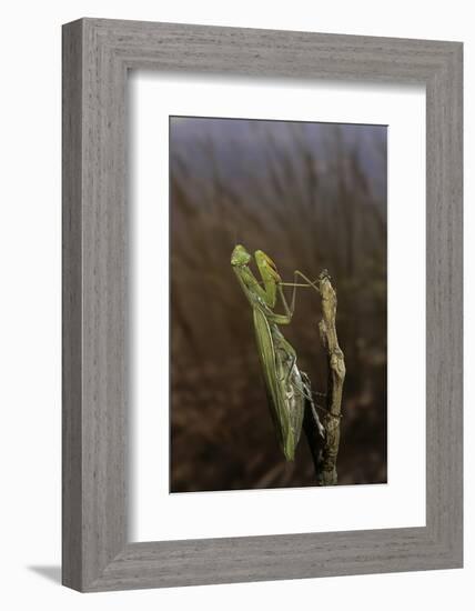 Mantis Religiosa (Praying Mantis)-Paul Starosta-Framed Photographic Print