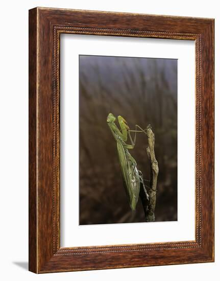 Mantis Religiosa (Praying Mantis)-Paul Starosta-Framed Photographic Print