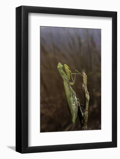 Mantis Religiosa (Praying Mantis)-Paul Starosta-Framed Photographic Print