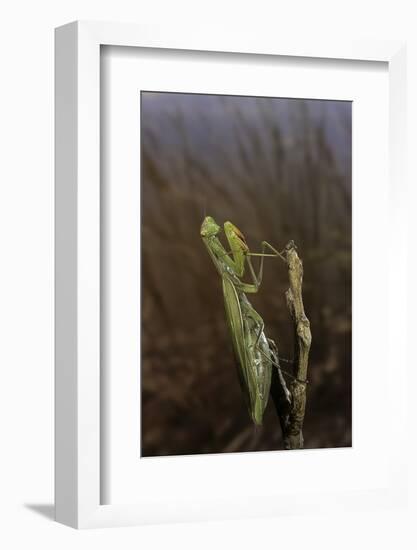 Mantis Religiosa (Praying Mantis)-Paul Starosta-Framed Photographic Print