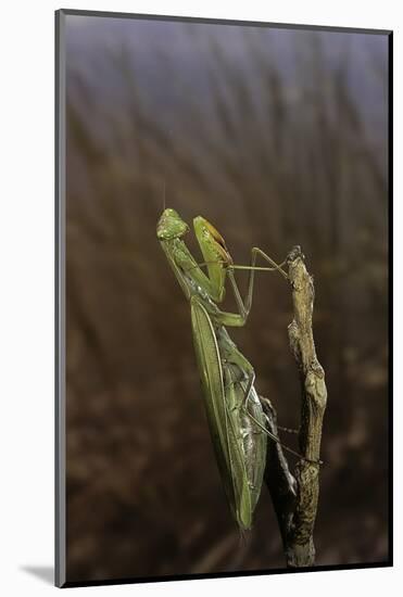 Mantis Religiosa (Praying Mantis)-Paul Starosta-Mounted Photographic Print