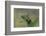 Mantis Religiosa (Praying Mantis) --Paul Starosta-Framed Photographic Print