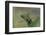 Mantis Religiosa (Praying Mantis) --Paul Starosta-Framed Photographic Print