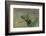 Mantis Religiosa (Praying Mantis) --Paul Starosta-Framed Photographic Print