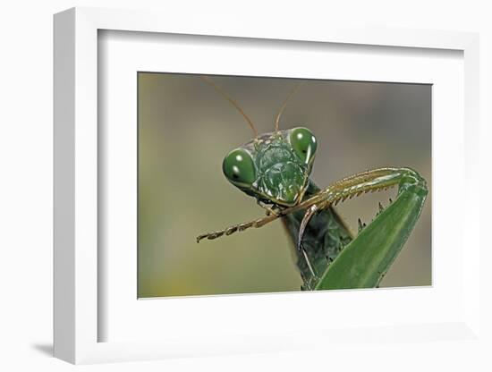 Mantis Religiosa (Praying Mantis) --Paul Starosta-Framed Photographic Print