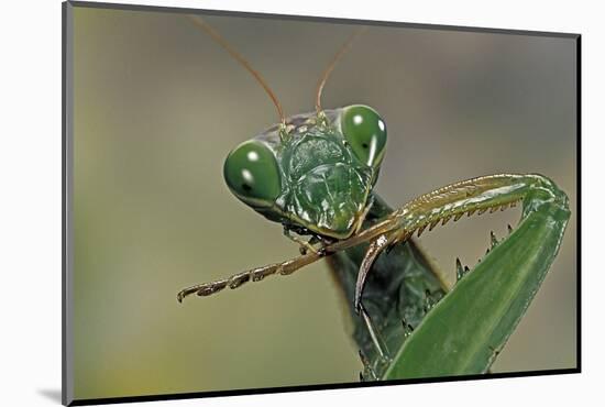 Mantis Religiosa (Praying Mantis) --Paul Starosta-Mounted Photographic Print