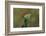 Mantis Religiosa (Praying Mantis) --Paul Starosta-Framed Photographic Print