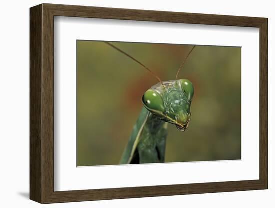 Mantis Religiosa (Praying Mantis) --Paul Starosta-Framed Photographic Print