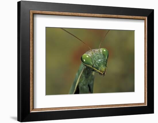 Mantis Religiosa (Praying Mantis) --Paul Starosta-Framed Photographic Print