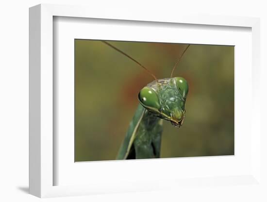 Mantis Religiosa (Praying Mantis) --Paul Starosta-Framed Photographic Print